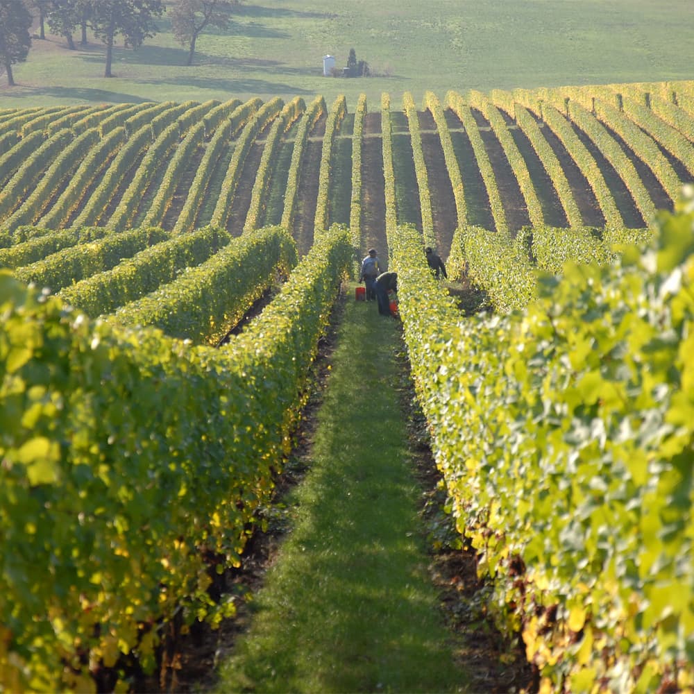 Vale dos Vinhedos – As mais belas vinícolas do Brasil